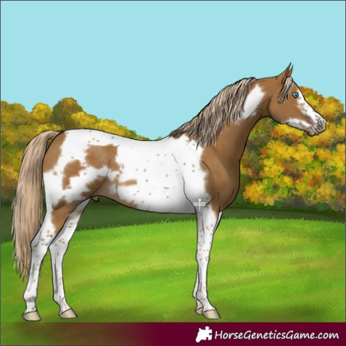 Horse Color:Chocolate Palomino Dun Tobiano Frame 