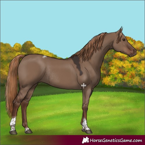 Horse Color:Liver Red Dun Tobiano Rabicano 