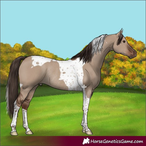 Horse Color:Liver Red Dun Tobiano Rabicano 