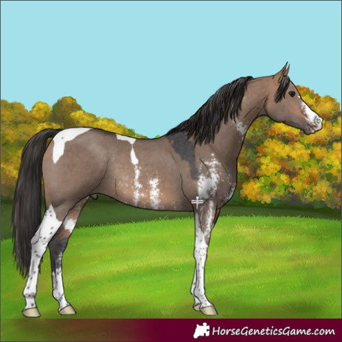 Horse Color:Bay Dun Sabino Tobiano Rabicano 