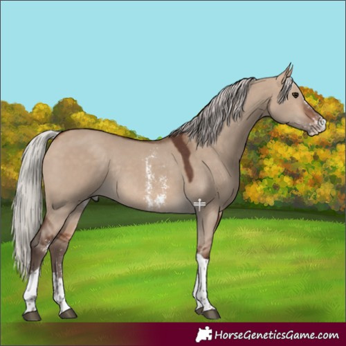 Horse Color:Silver Bay Dun Sabino Tobiano Rabicano 