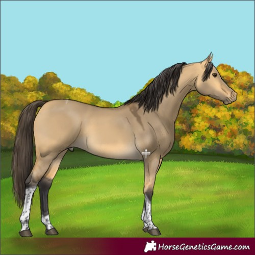 Horse Color:Buckskin Dun Tobiano 
