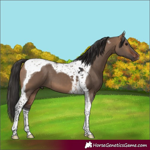 Horse Color:Bay Dun Tobiano 