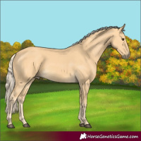 Horse Color:Palomino