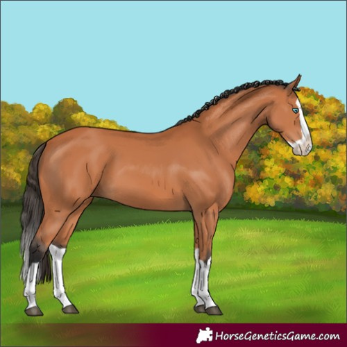 Horse Color:Bay Splash 