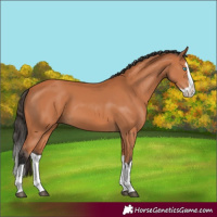 Horse Color:Bay Splash