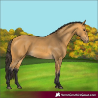 Horse Color:Buckskin