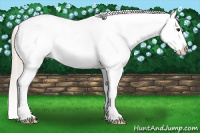 Horse Color:White Spotted Silver Bay Dun Splash Appaloosa 