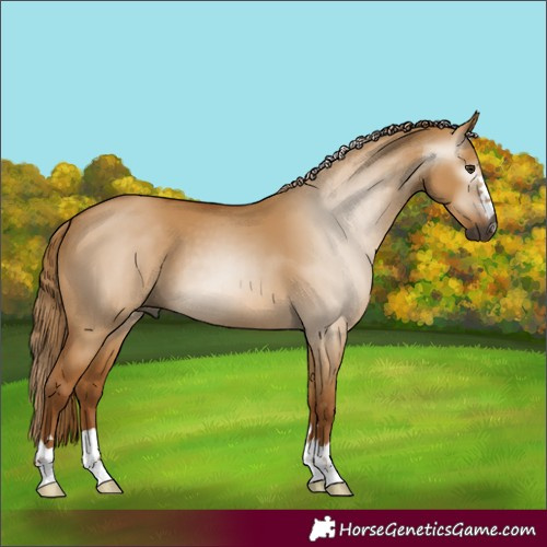 Horse Color:Gray Red Dun 