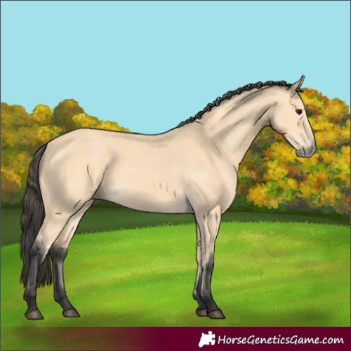 Horse Color:Buckskin 