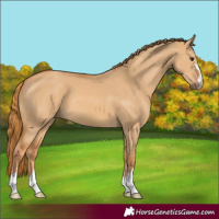 Horse Color:Red Dun 