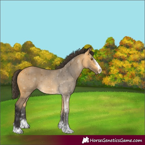 Horse Color:Buckskin 