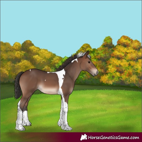 Horse Color:Brown Tobiano 