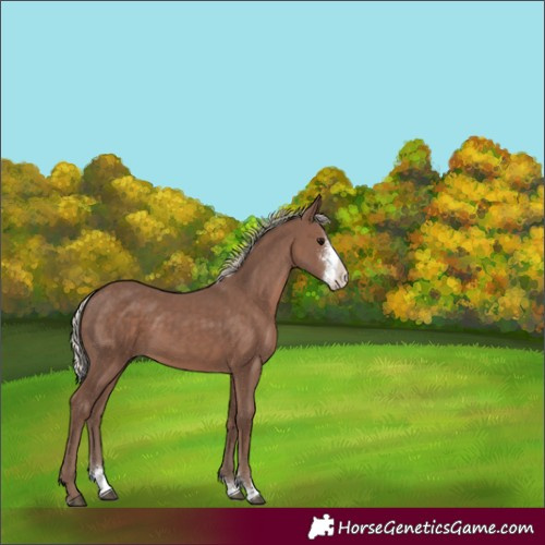 Horse Color:Silver Black Sabino 