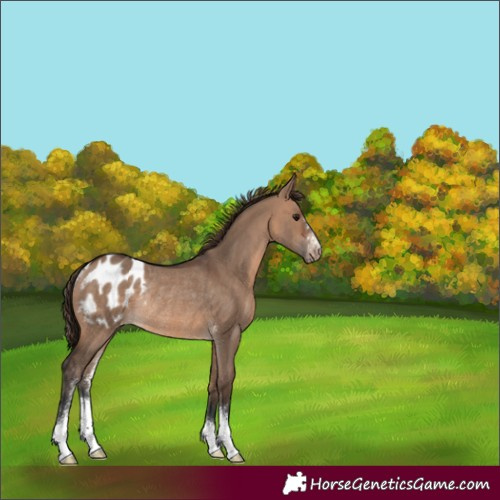 Horse Color:Brown Dun Sabino Blanket Rabicano 