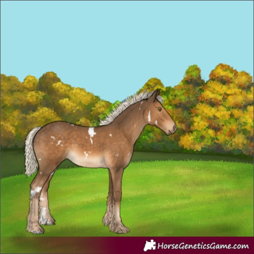 Horse Color:White Spotted Chocolate Palomino Rabicano
