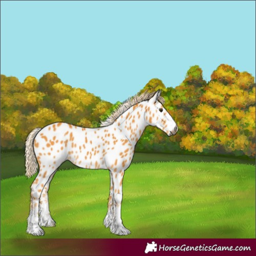 Horse Color:Gray Palomino Near Leopard Rabicano 
