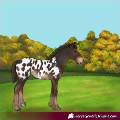 Horse Color:Liver Chestnut Appaloosa 