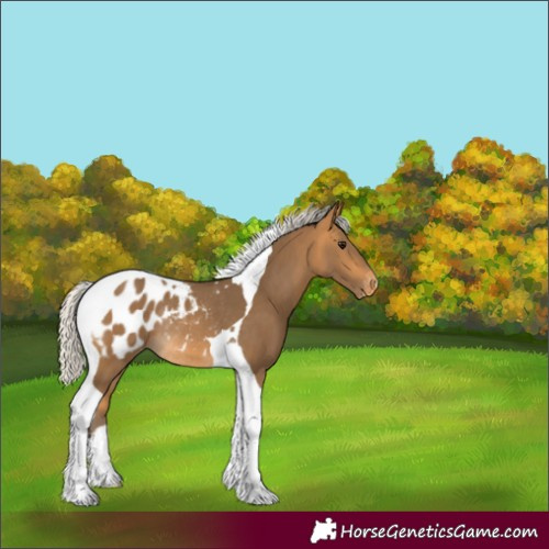 Horse Color:Silver Buckskin Tobiano Blanket Rabicano