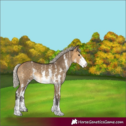 Horse Color:Silver Buckskin Dun Sabino Rabicano
