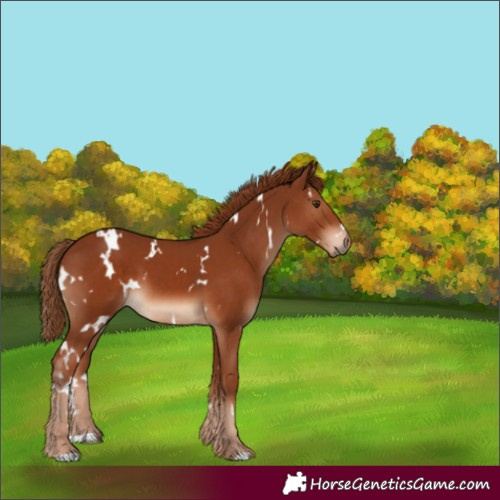 Horse Color:White Spotted Chestnut