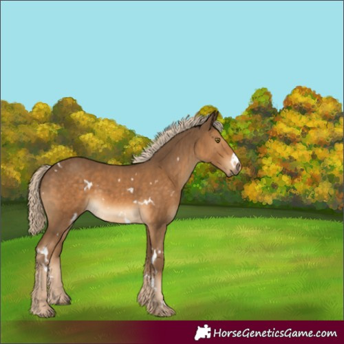 Horse Color:White Spotted Chocolate Palomino 