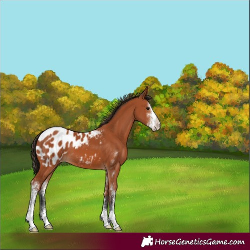 Horse Color:Bay Sabino Blanket