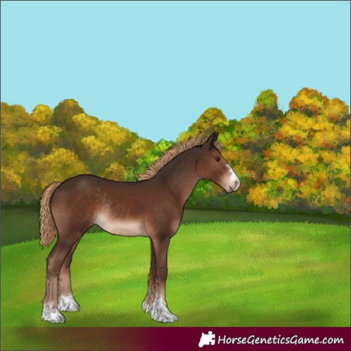 Horse Color:Liver Chestnut Rabicano