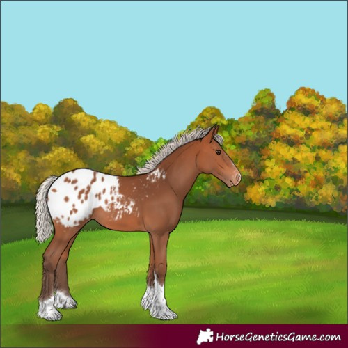 Horse Color:Silver Bay Tobiano Blanket