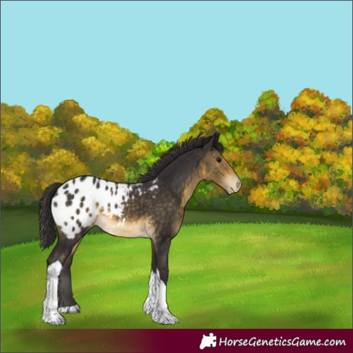 Horse Color:Buckskin Tobiano Appaloosa Rabicano
