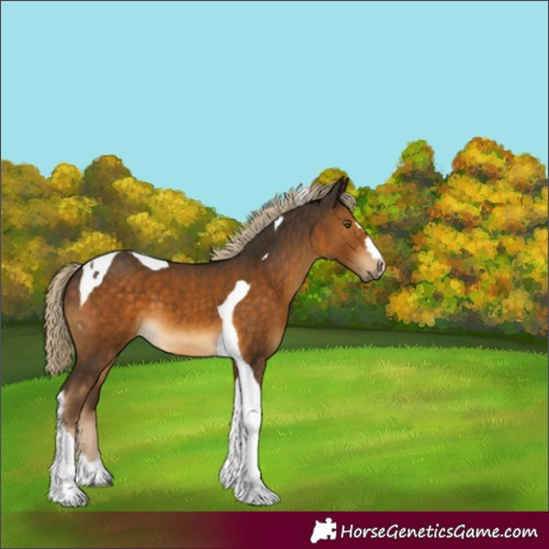 Horse Color:Chocolate Palomino Tobiano