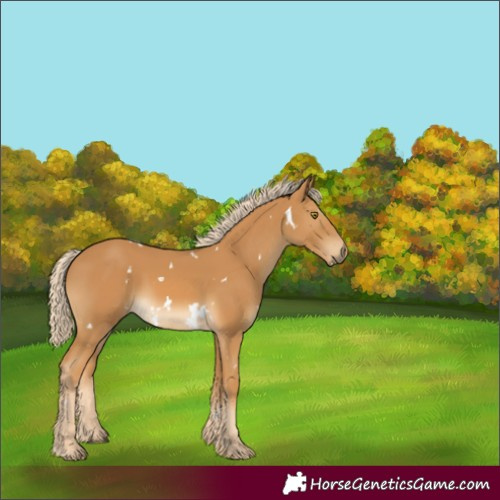 Horse Color:White Spotted Palomino Rabicano 