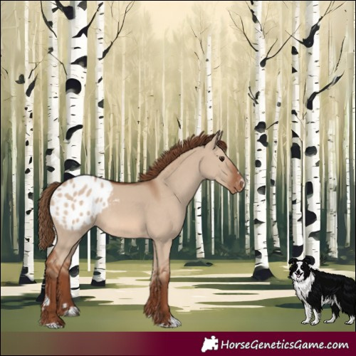 Horse Color:Red Dun Varnish Rabicano