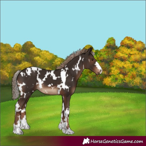 Horse Color:White Spotted Liver Chestnut