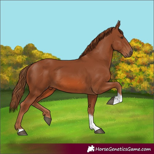 Horse Color:Chestnut Tobiano Rabicano 