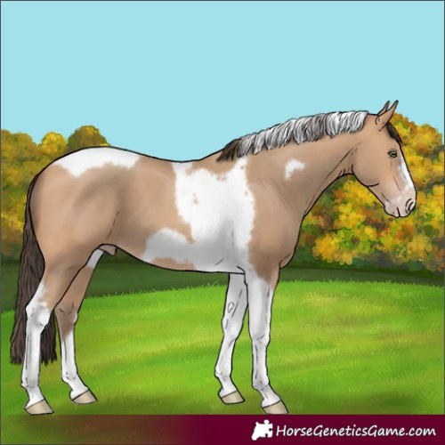 Horse Color:Amber Champagne Tobiano Frame 