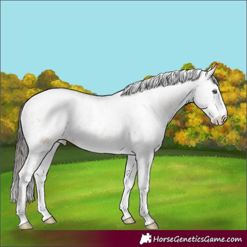 Horse Color:White Spotted Amber Champagne Sabino Rabicano 