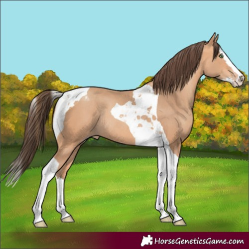Horse Color:Amber Champagne Splash Tobiano Rabicano 