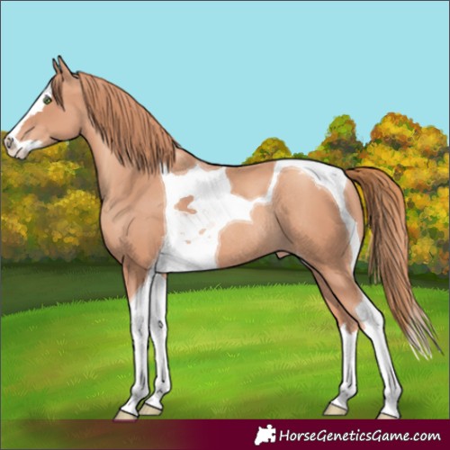 Horse Color:Gold Champagne Splash Tobiano Appaloosa Rabicano 