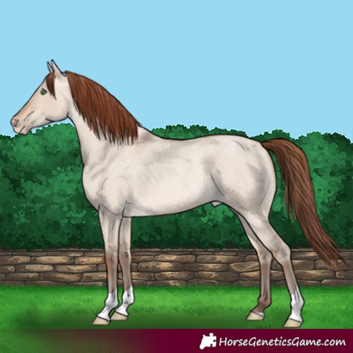 Horse Color:Amber Champagne Roan Dun Tobiano Appaloosa 