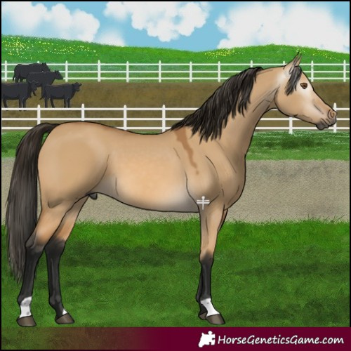 Horse Color:Gray Buckskin Dun 