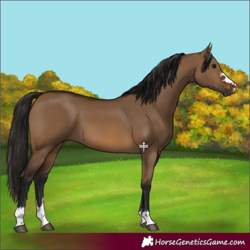 Horse Color:Gray Bay Dun 