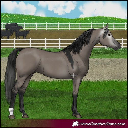 Horse Color:Gray Grullo