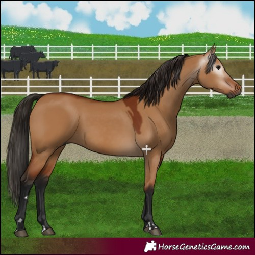 Horse Color:Gray Bay Dun 