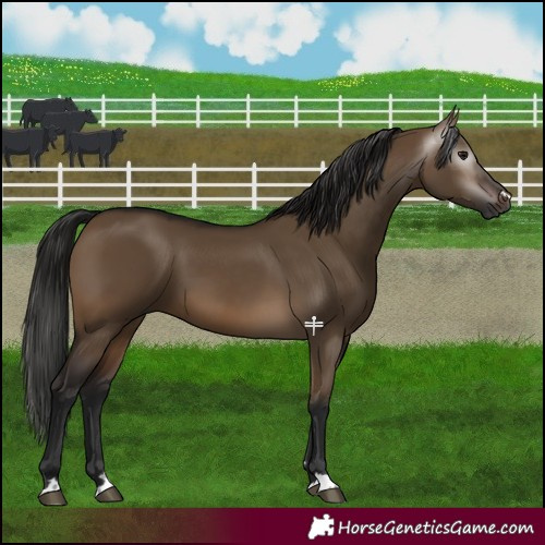 Horse Color:Gray Bay Dun