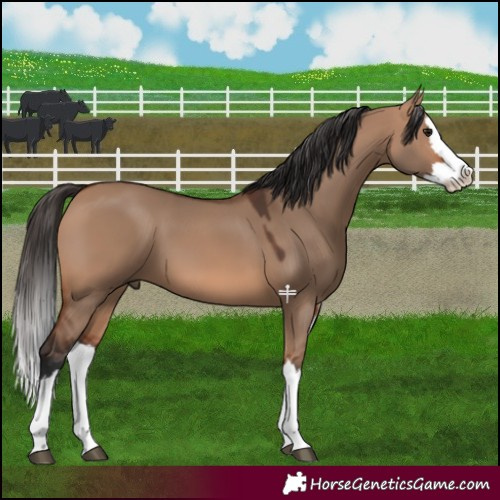Horse Color:Bay Dun Splash 