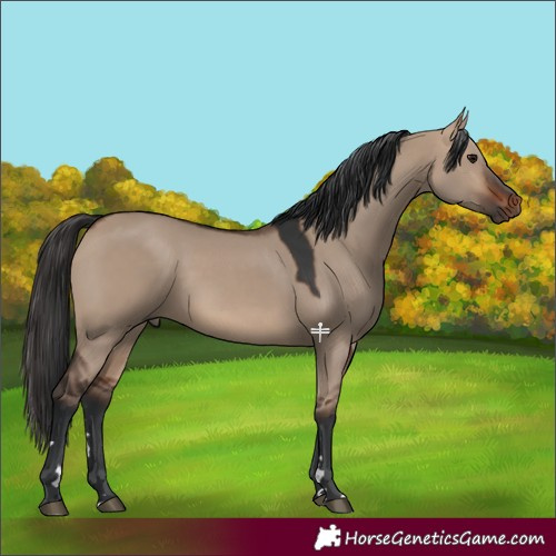 Horse Color:Brown Dun 