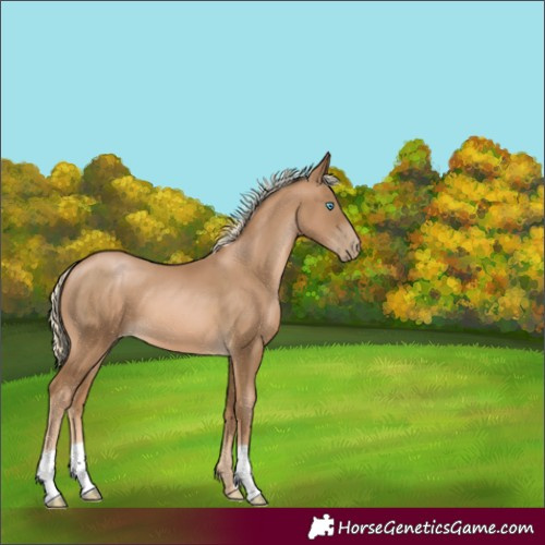 Horse Color:Unknown 