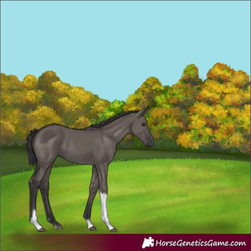 Horse Color:Smoky Grullo Tobiano