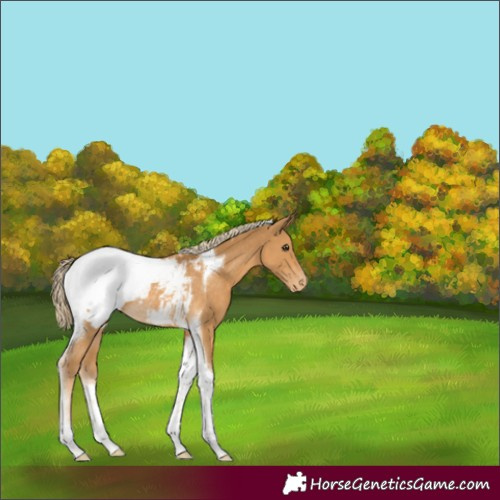 Horse Color:Palomino Tobiano Snowcap Rabicano 